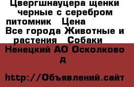Цвергшнауцера щенки черные с серебром питомник › Цена ­ 30 000 - Все города Животные и растения » Собаки   . Ненецкий АО,Осколково д.
